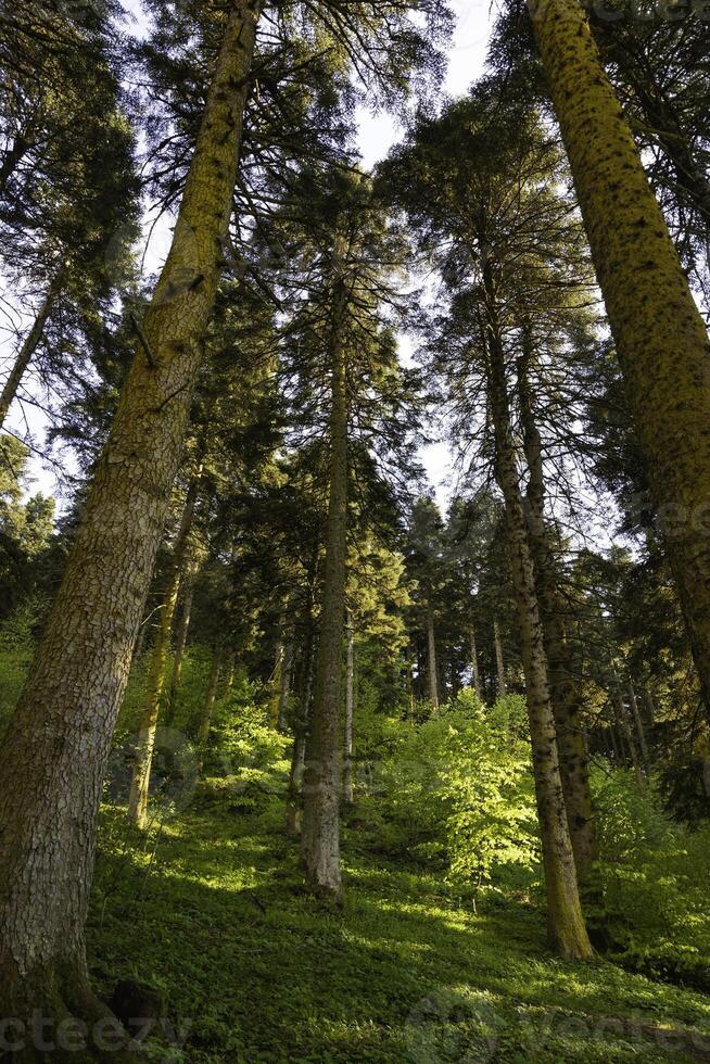 grand des arbres dans le forêt. large angle vue de grand des arbres dans verticale photo. photo