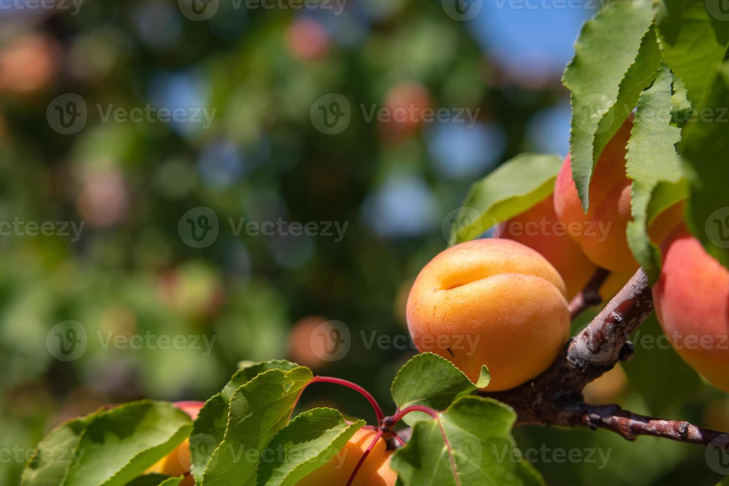 abricots sur le arbre dans se concentrer. biologique fruit production concept photo