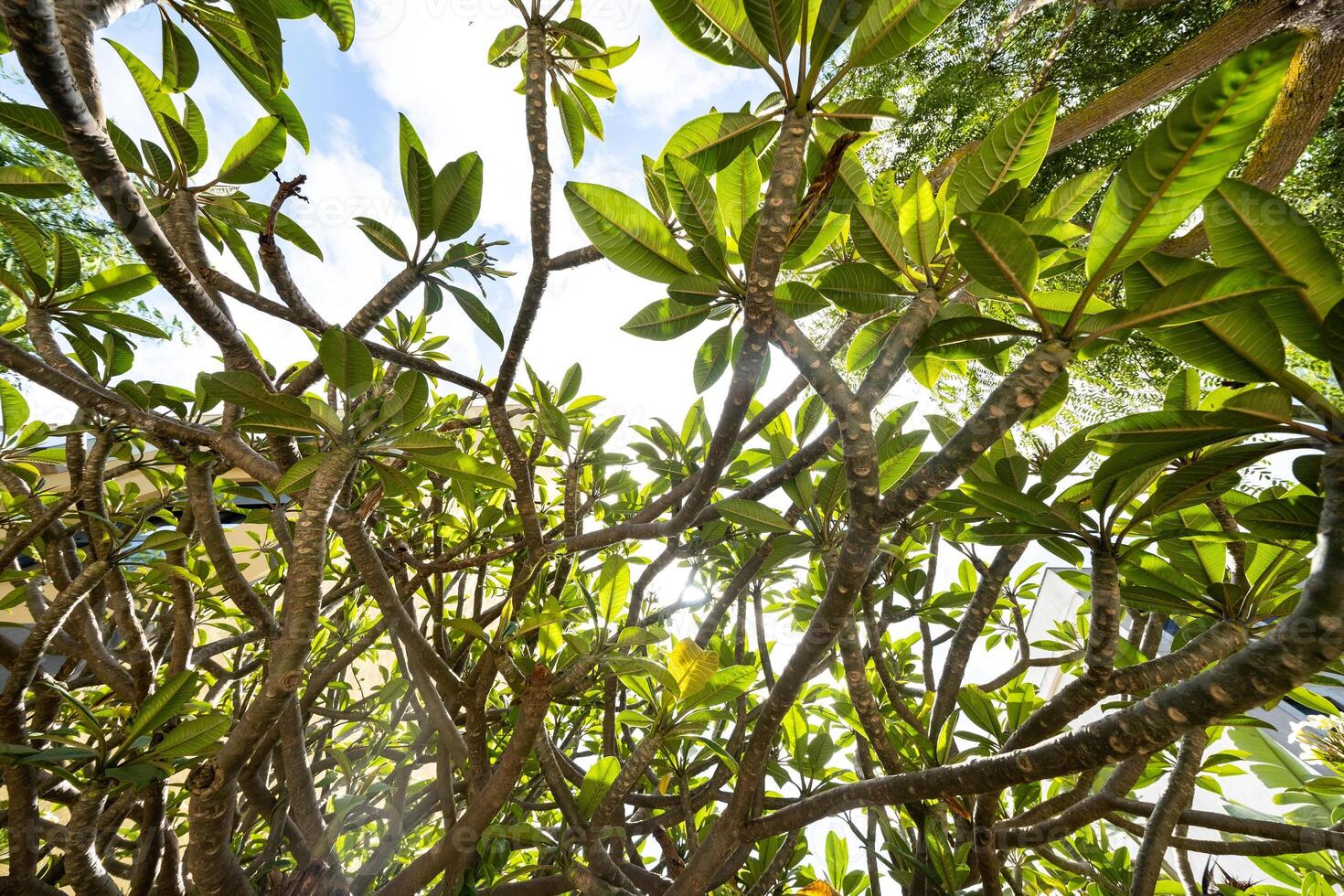 vert feuilles de des arbres, contre le ciel, feuillage de tropical des arbres photo