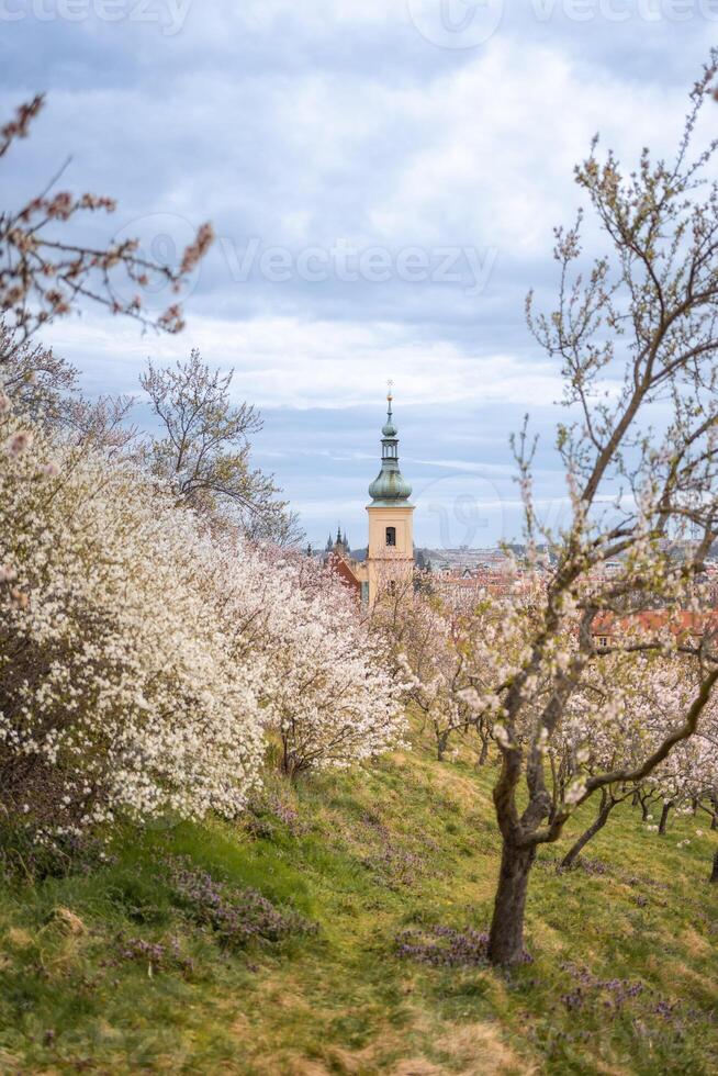 épanouissement branches couvert fleurs, pittoresque paysage urbain Prague dans printemps temps. floraison Pomme parc pétrin dans Soleil lumière. photo