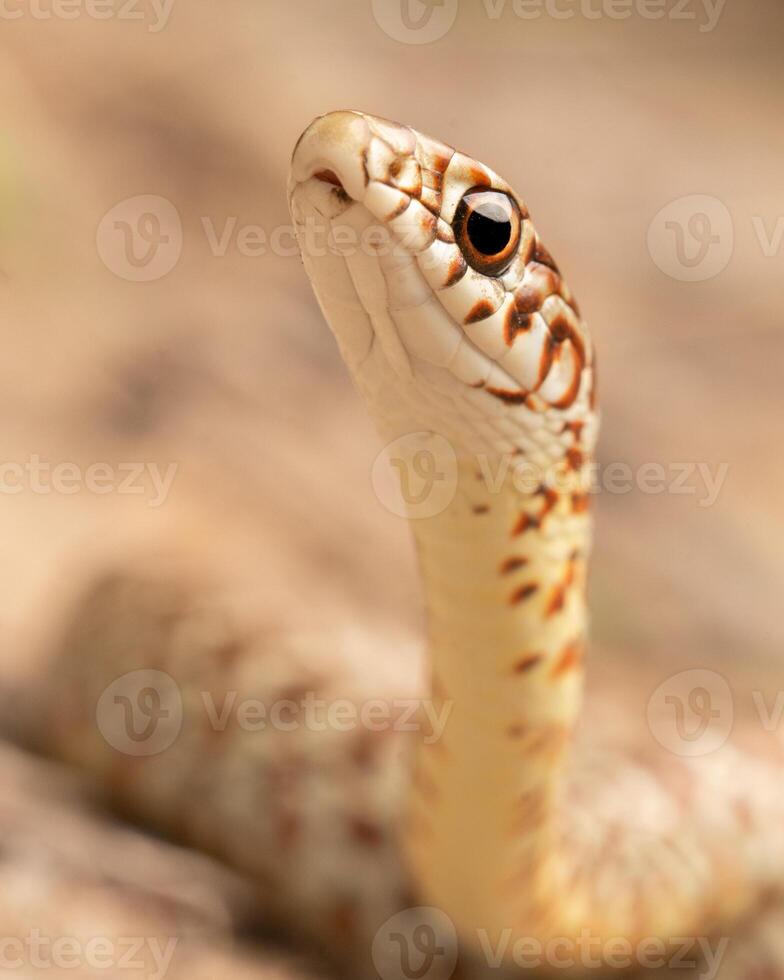 à ventre jaune coureur, coluber constricteur photo