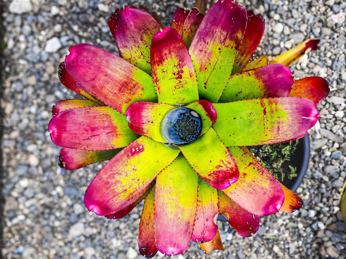 le aloès Vera fleur est une type de aloès nobilis dont feuilles tour rouge lorsque exposé à lumière du soleil photo