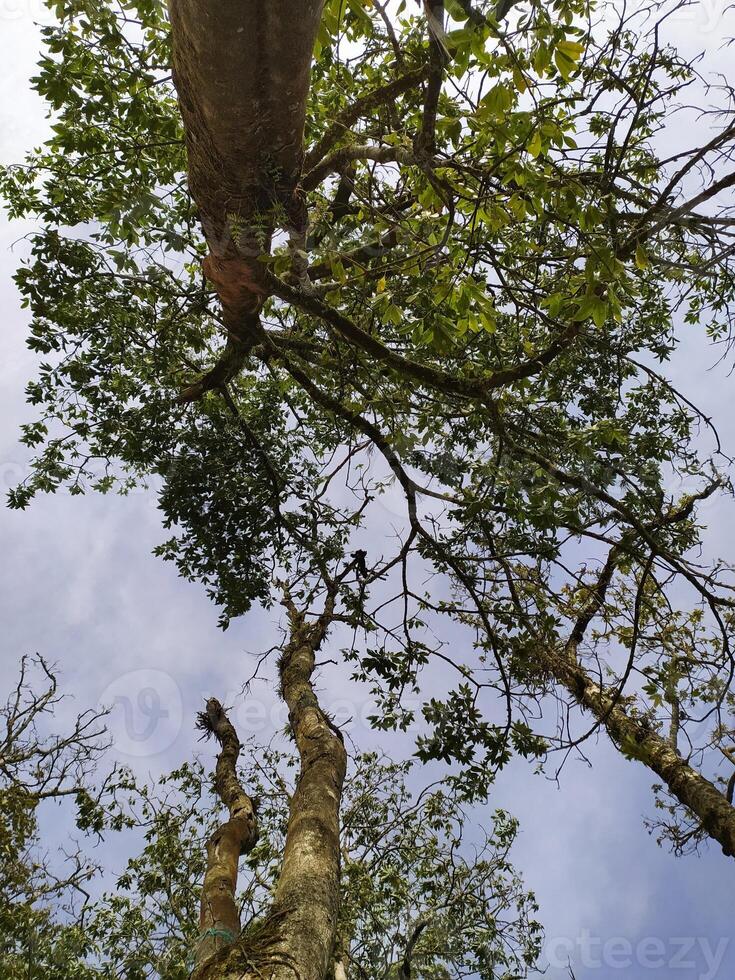 vue de arbre feuilles et les racines pris de une faible angle photo