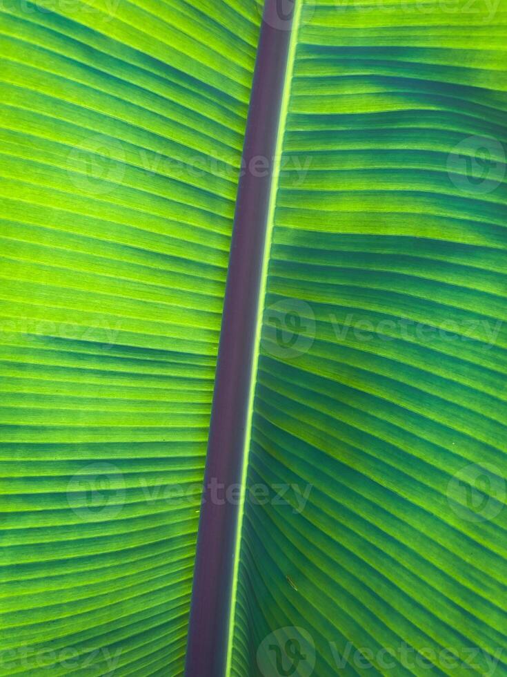 abstrait photo de une gros feuille dans le forêt dans Brésil.