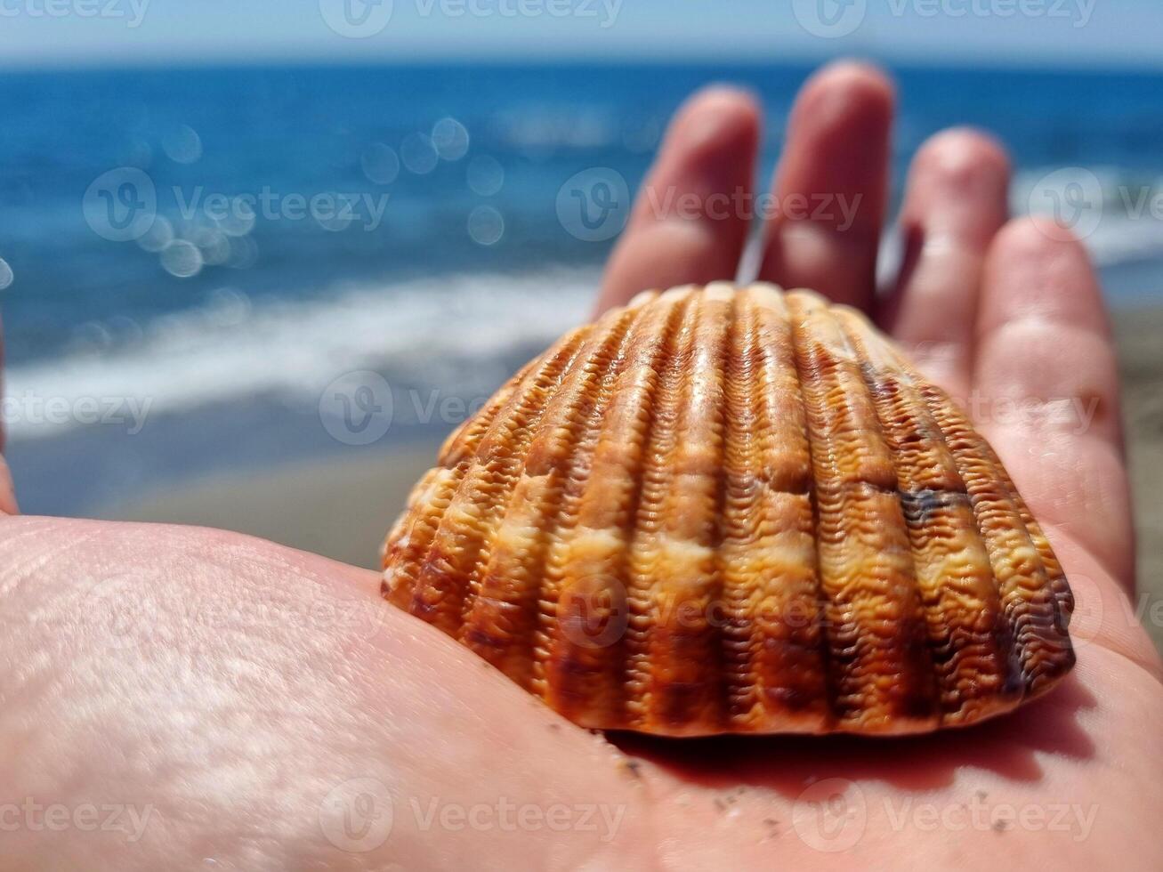 vacances concept, une main avec une coquille sur le plage, se détendre photo