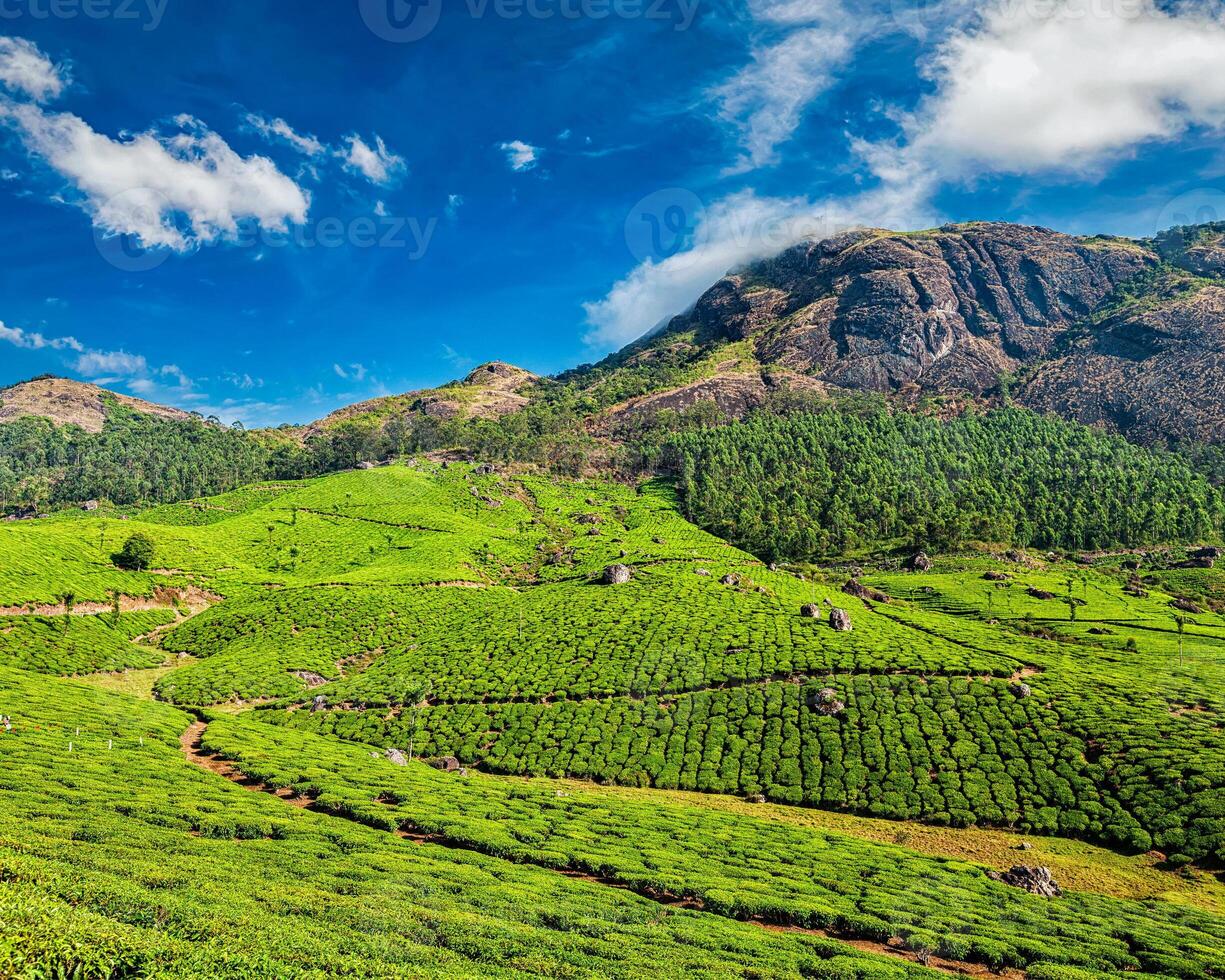 thé plantations, Munnar, Kerala État, Inde photo