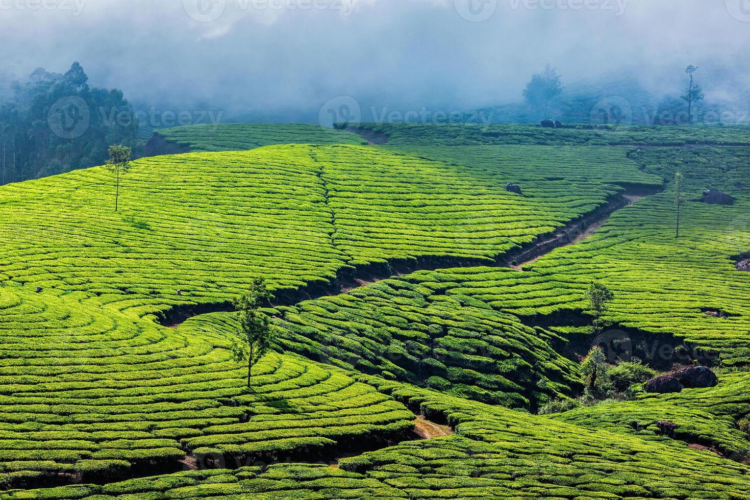 Plantations de thé vert à Munnar, Kerala, Inde photo