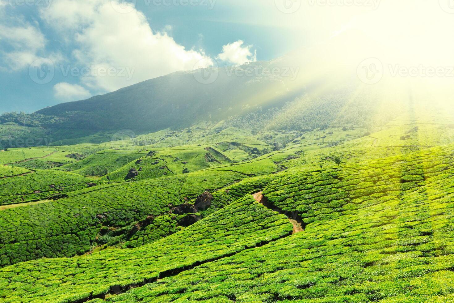 thé plantations, Munnar, Kerala, Inde photo
