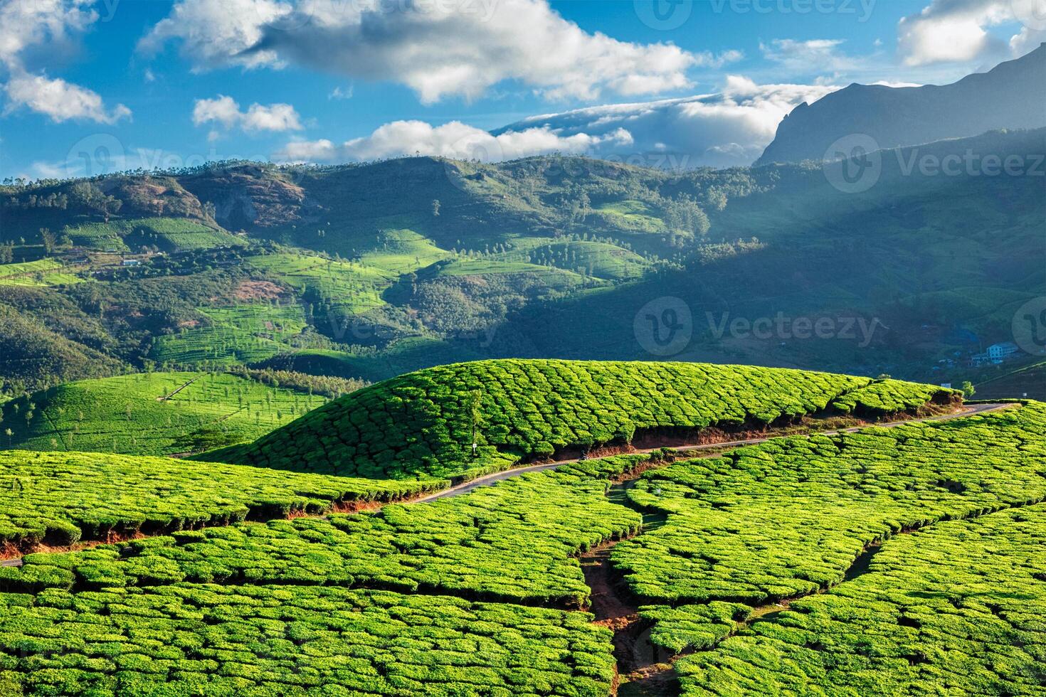 thé plantations dans Kerala, Inde photo