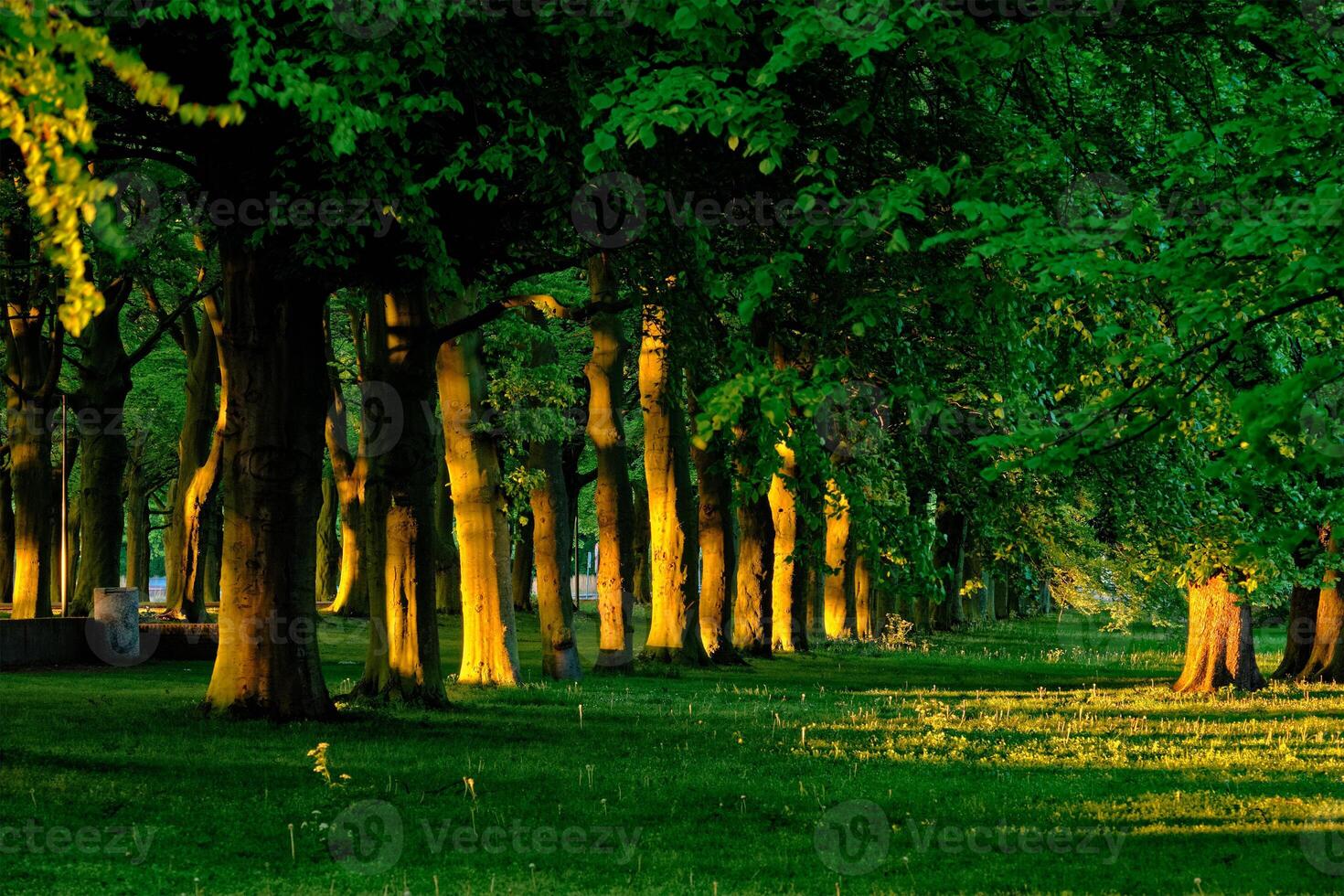 vert ruelle avec des arbres avec luxuriant feuilles feuillage dans été sur le coucher du soleil photo