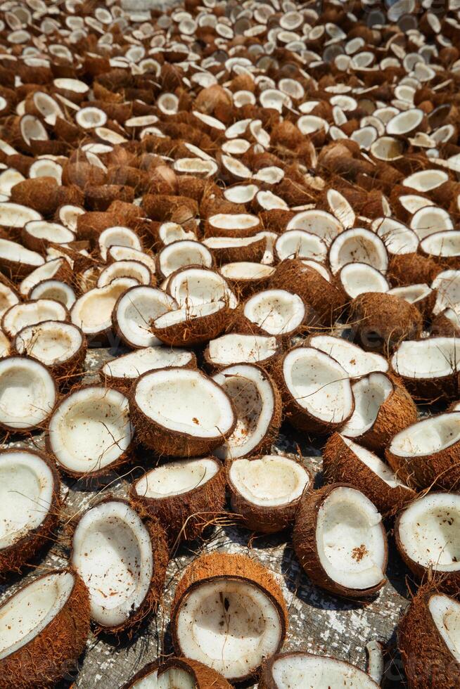 séchage noix de coco, Kerala, Sud Inde photo