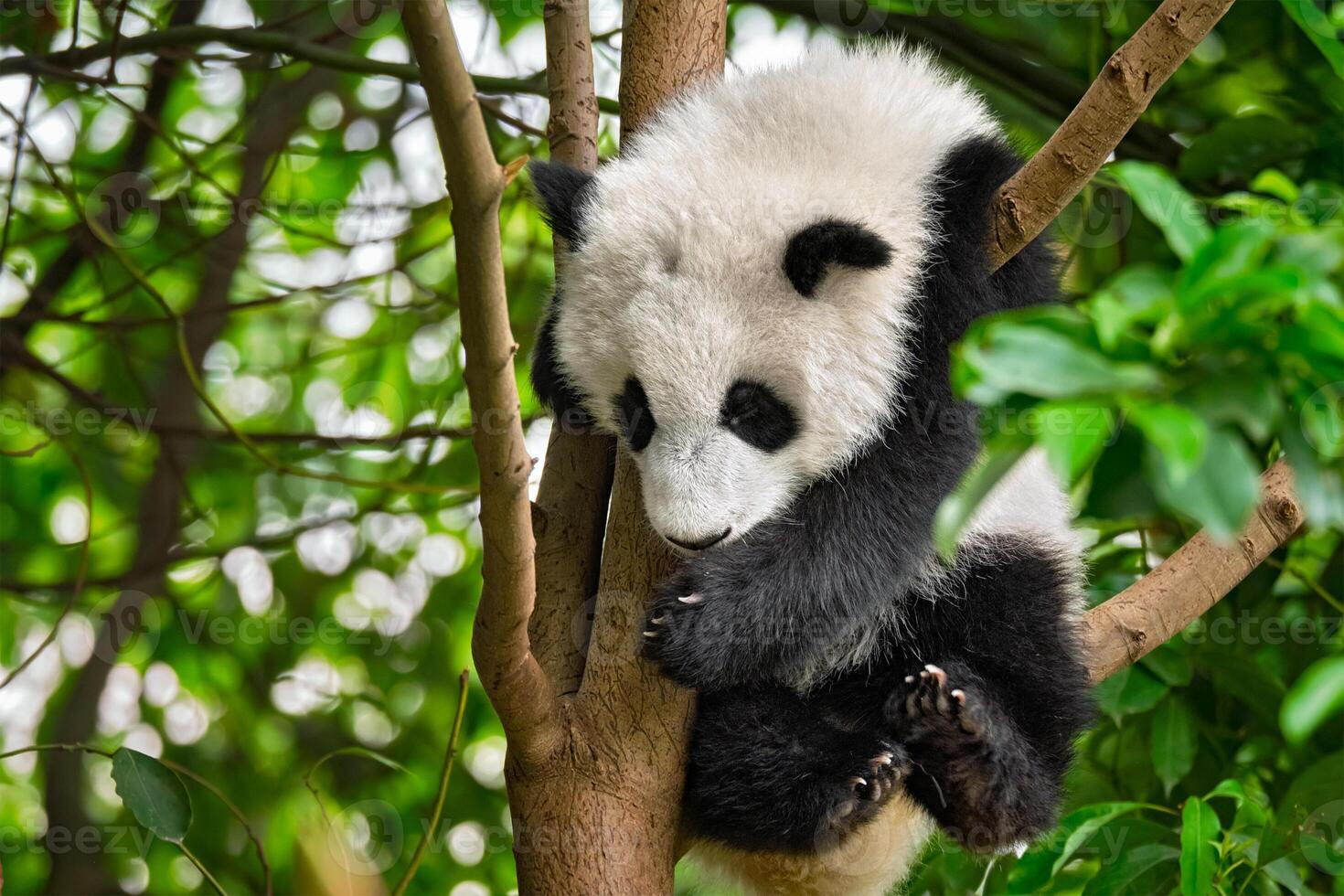 géant Panda ours dans Chine photo