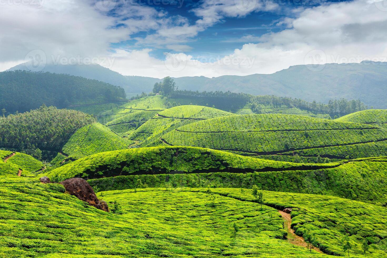 thé plantations, Inde photo