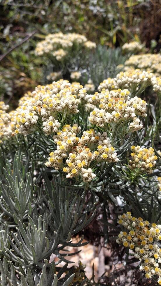 blanc fleurs de edelweiss hélichryse arène dans le Montagne. photo