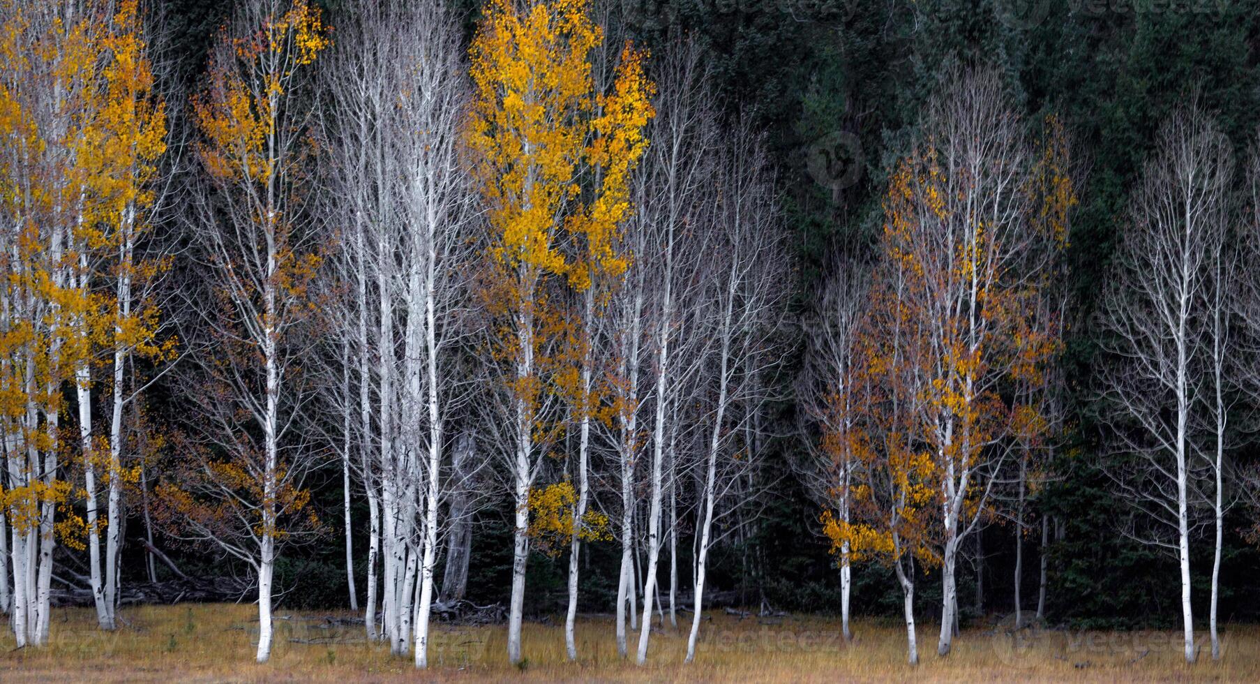 grandiose canyon l'automne photo