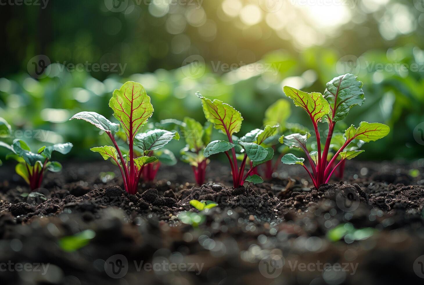 ai généré Jeune betterave les plantes croissance dans le légume jardin photo