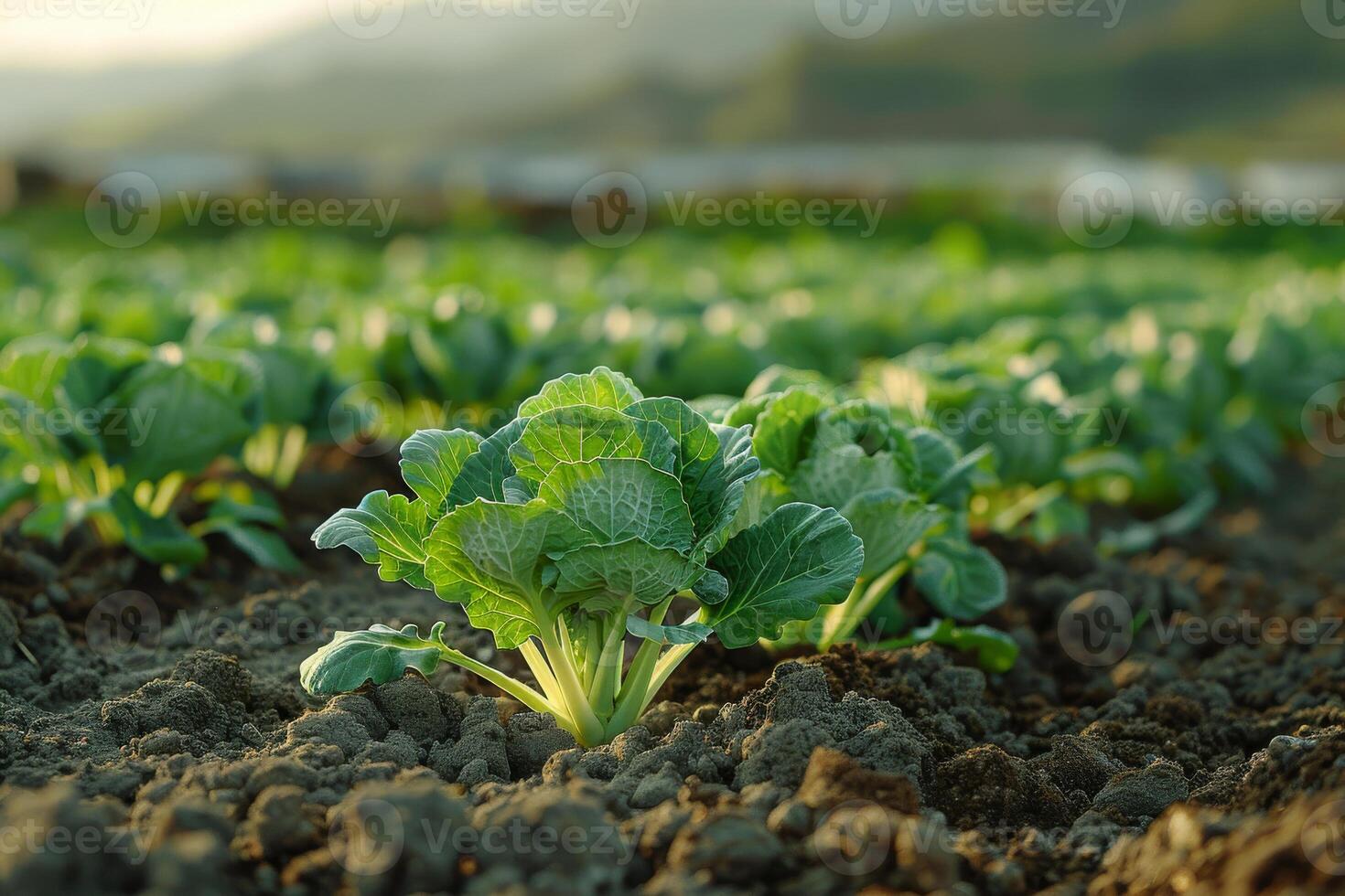 ai généré biologique chou croissance sur ferme photo