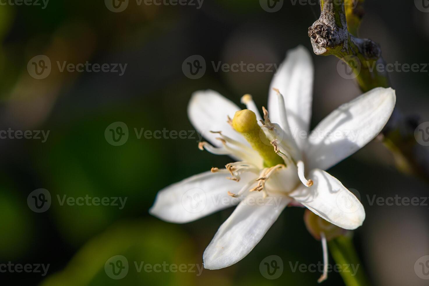 citron fleurs sur le arbre avec flou fleurs Contexte 5 photo