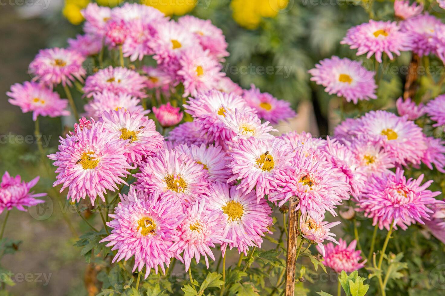 fleurs roses et blanches photo