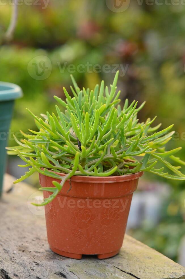 photo succulent plante sur une pot