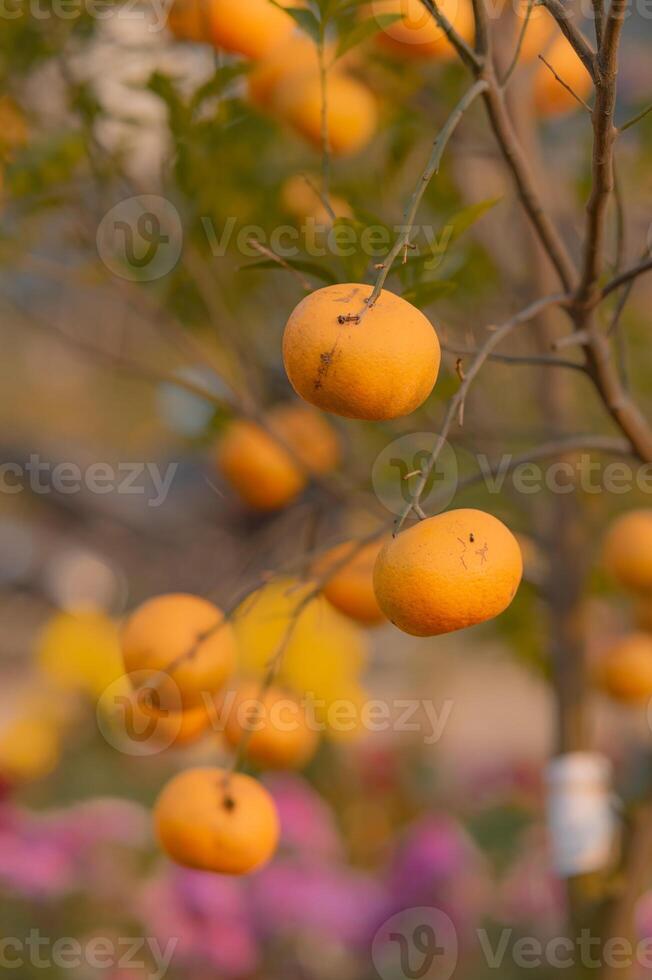 des oranges sur arbre. photo