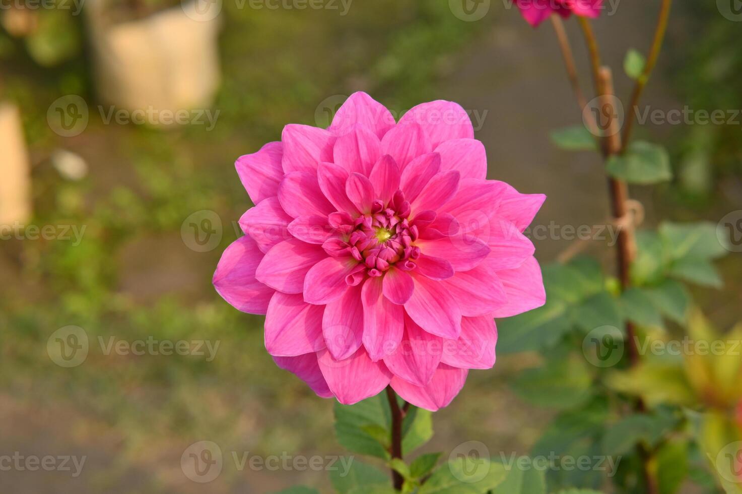 Célibataire photo de une rose dahlia fermer voir.