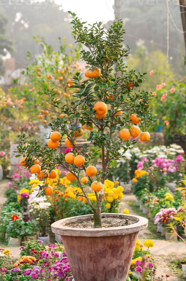 un Orange arbre plein de des oranges photo