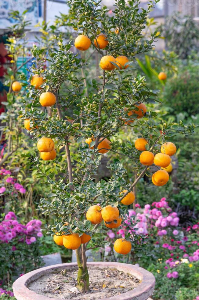 un Orange arbre plein de des oranges photo