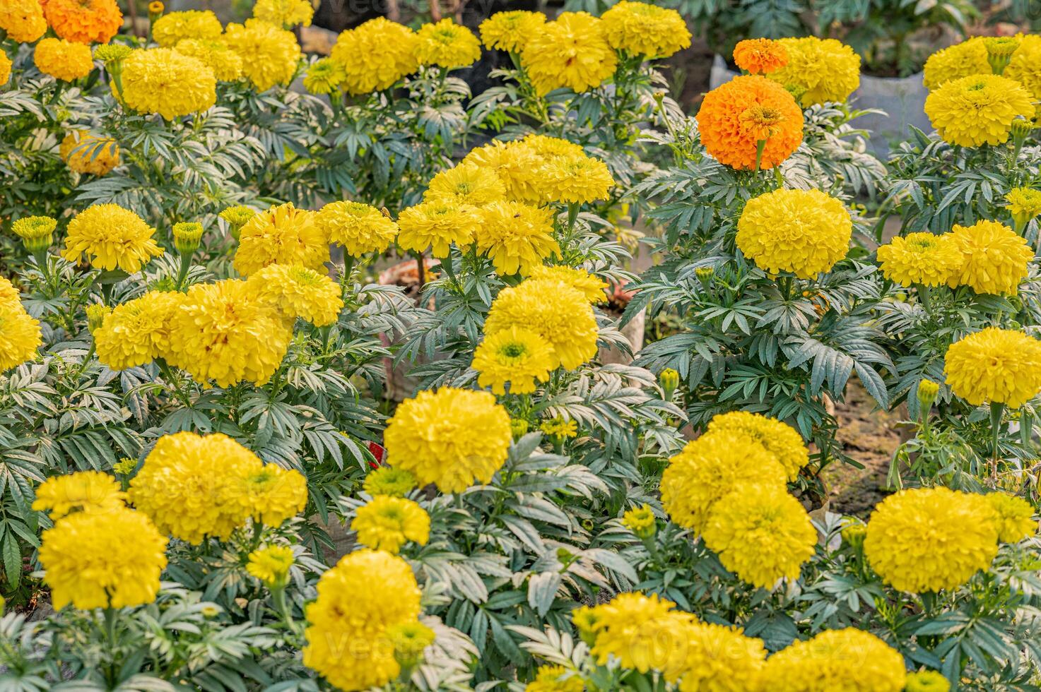 Jaune souci fleur dans le jardin. photo