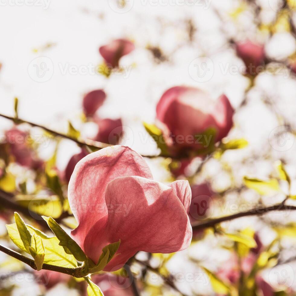 magnifique épanouissement magnolia jardin dans le parc photo