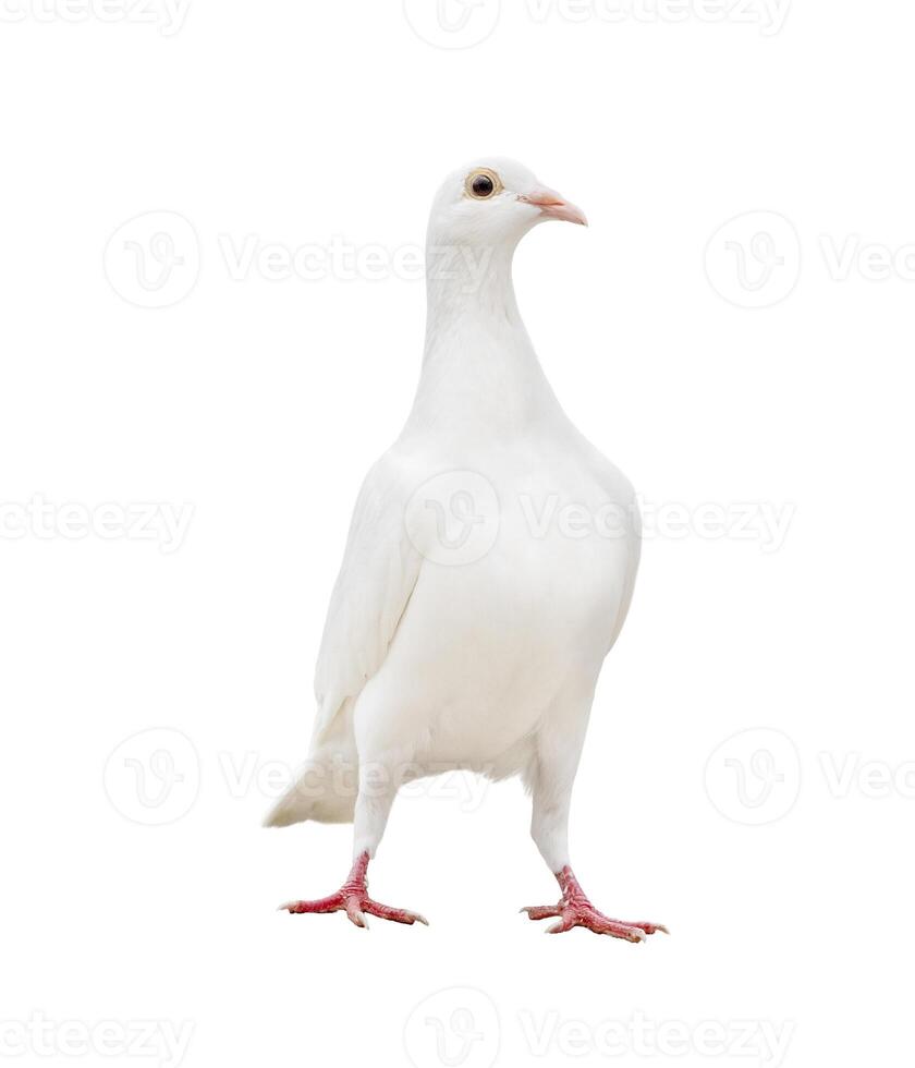 blanc plume Pigeon permanent isolé blanc Contexte photo