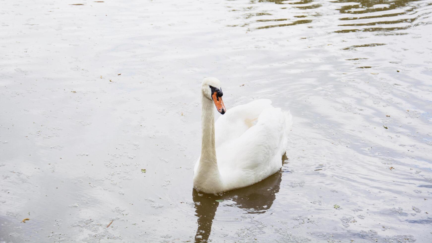 magnifique blanc cygnes nager sur le rivière dans printemps photo