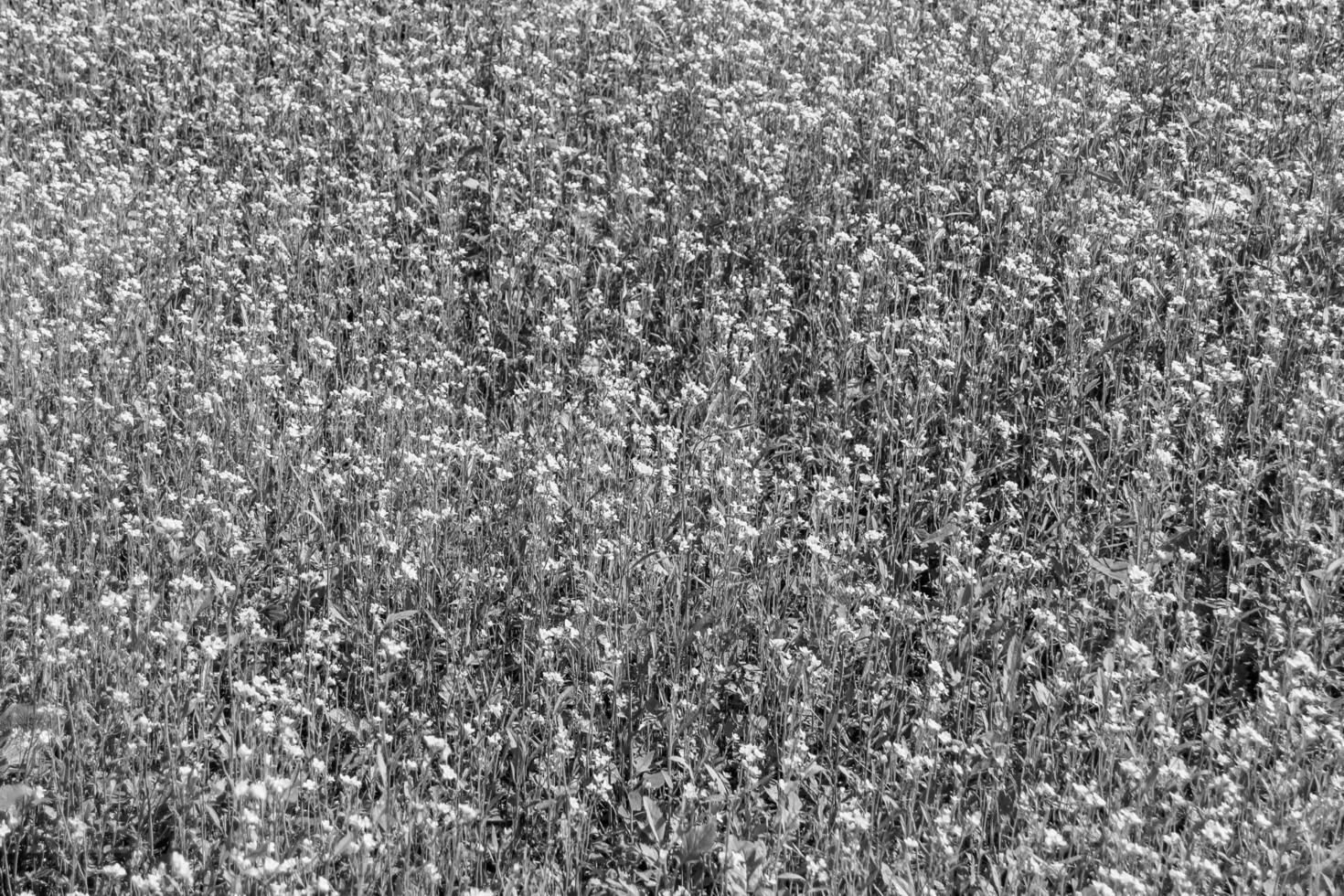 photographie sur le thème de la moutarde de fleurs sauvages fines sur fond de prairie photo