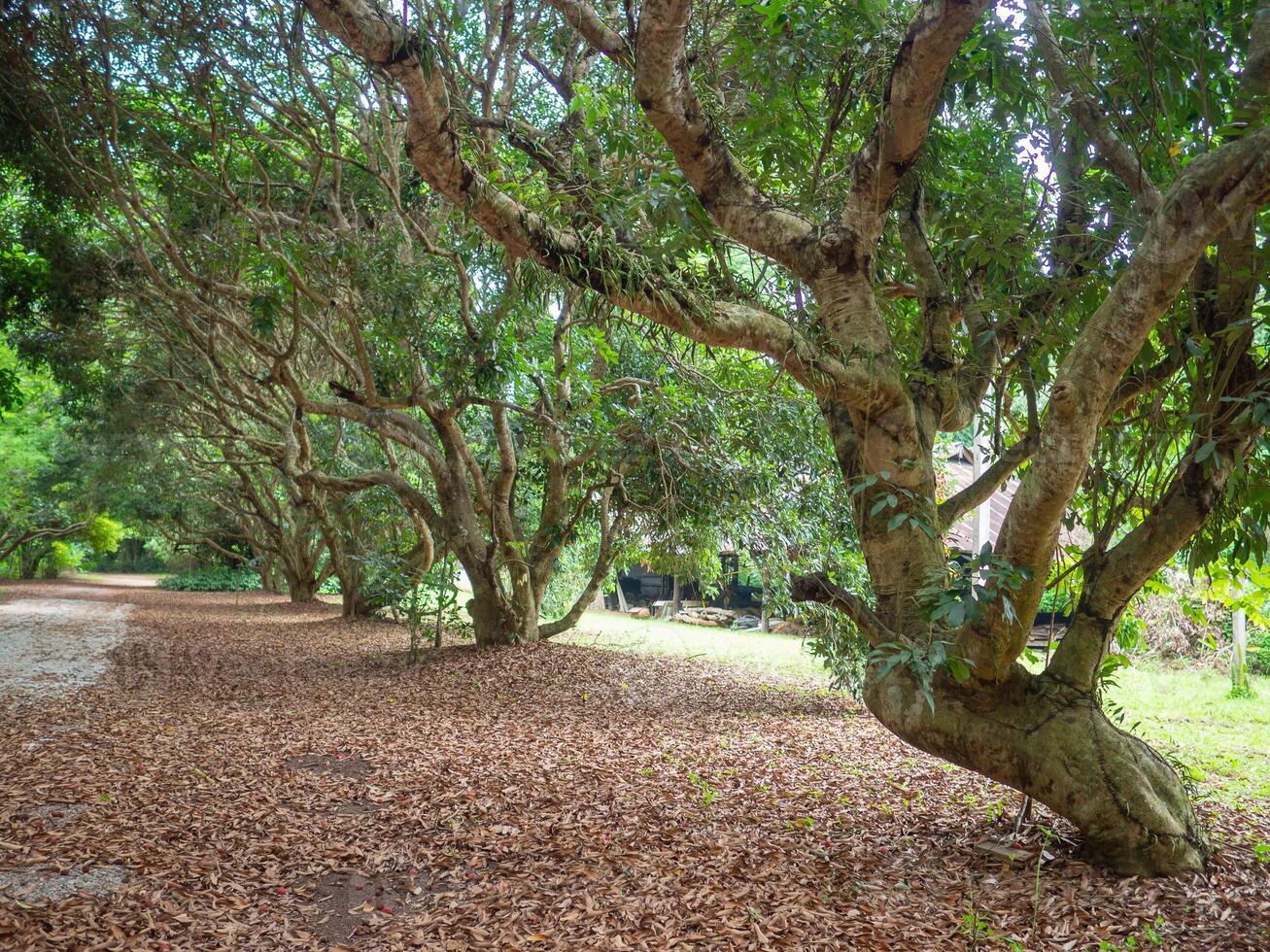 le paysage de le des arbres dans le jardin photo