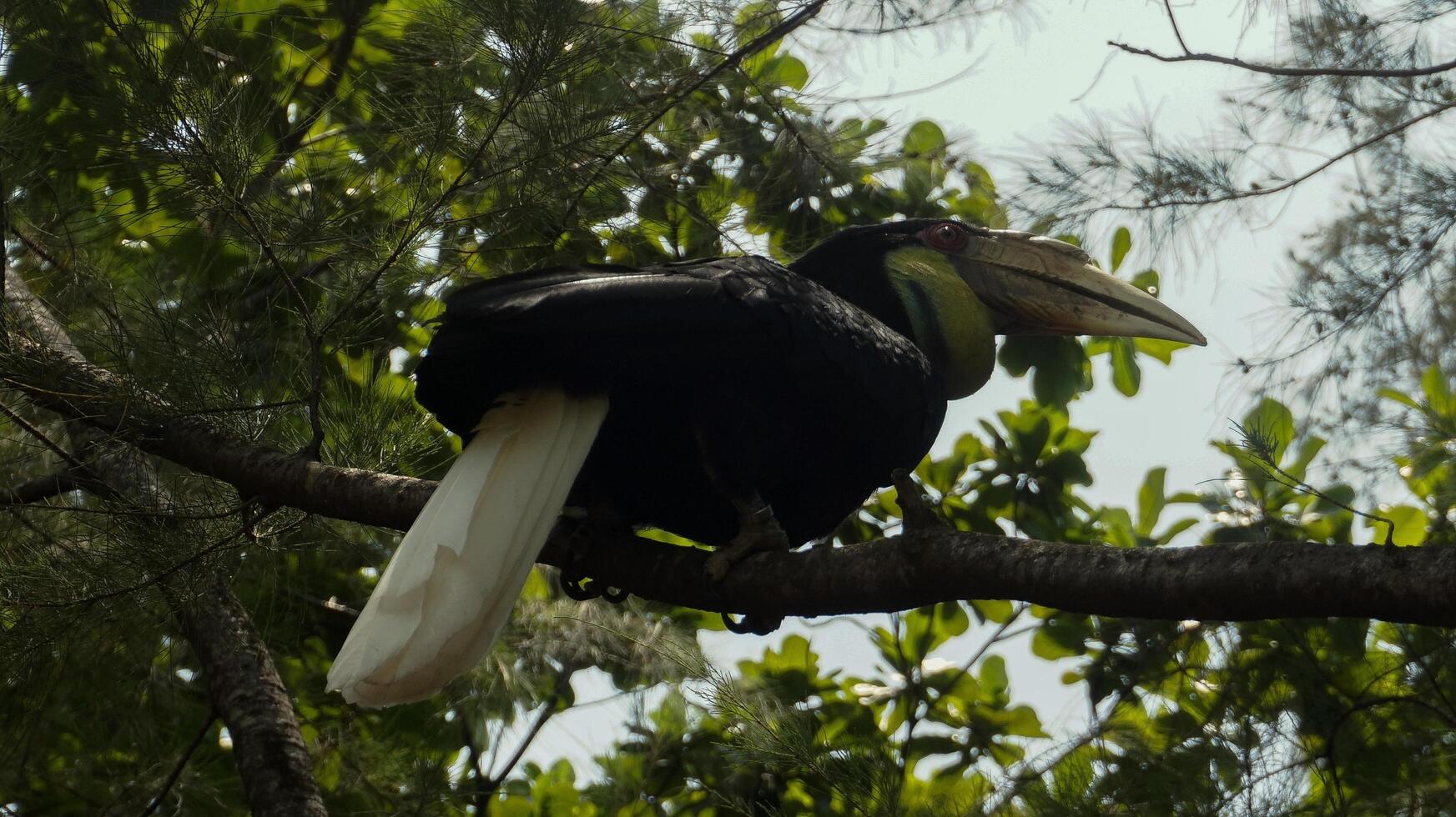une julang emas ou rhyticéros onduler oiseau est posant dans de face vue photo