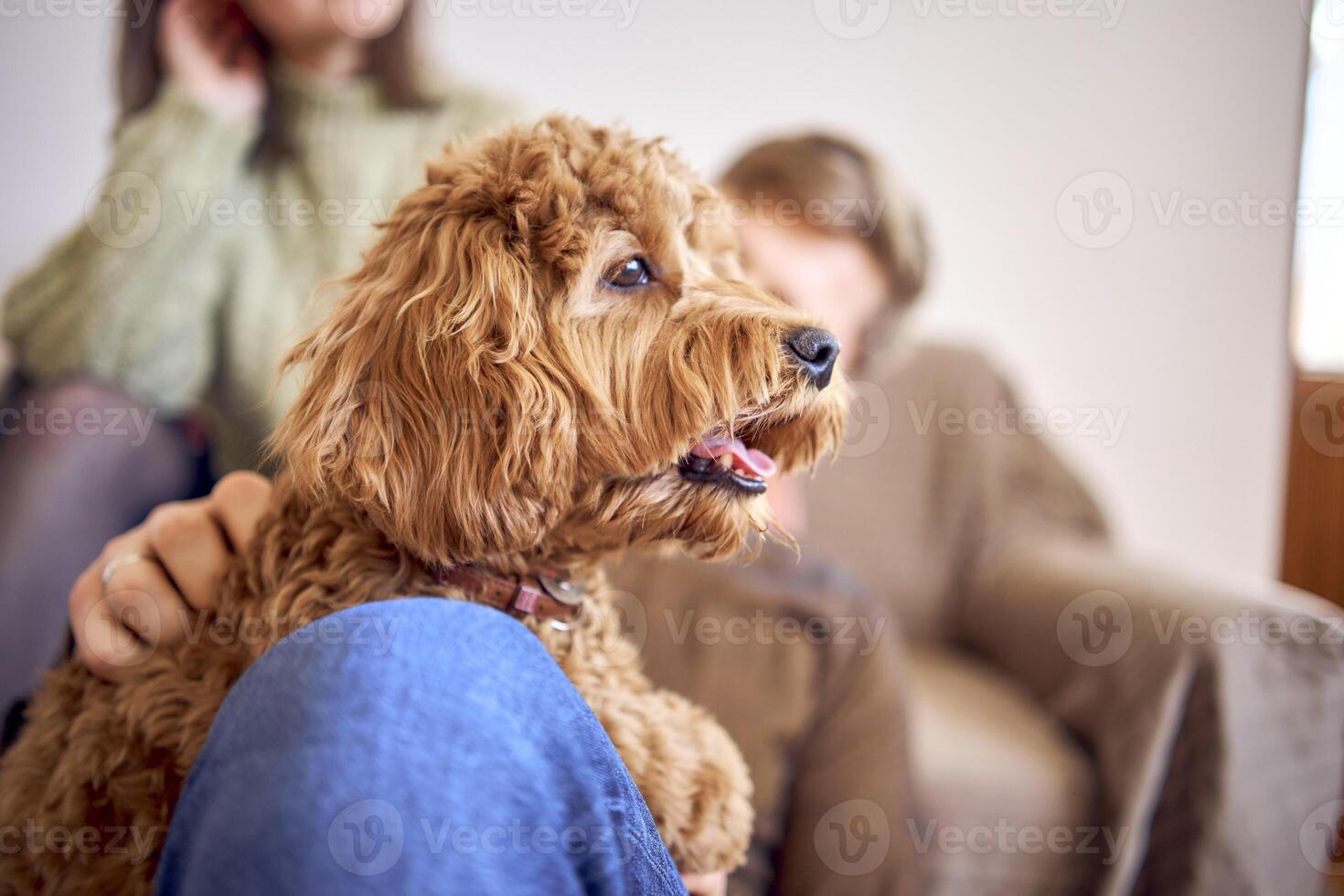 une cockapoo respire avec ses bouche ouvert dans le bras de ses Parents photo