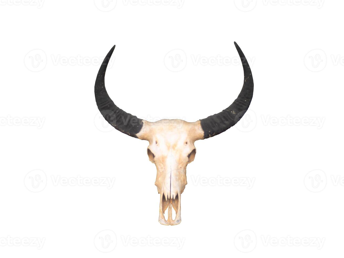 une taureau crâne avec cornes sur une blanc Contexte photo