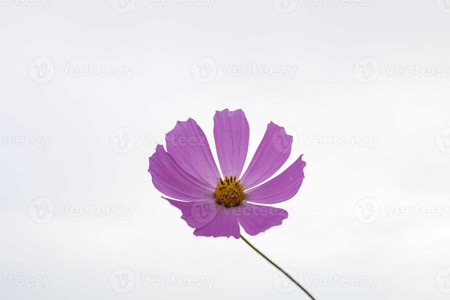 cosmos fleur contre blanc Contexte photo