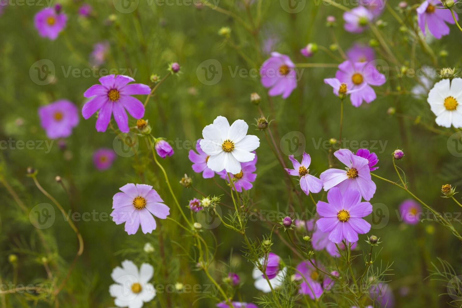 fleurs de cosmos roses et blanches photo