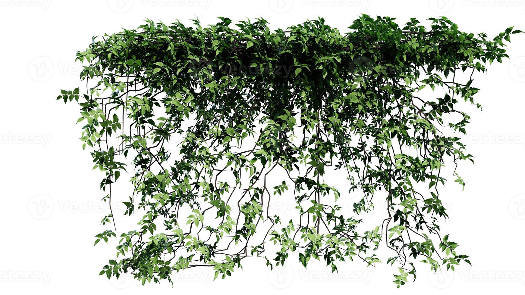 lierre et fleur vigne vert plante feuilles tropique suspendu, escalade isolé sur blanc Contexte photo