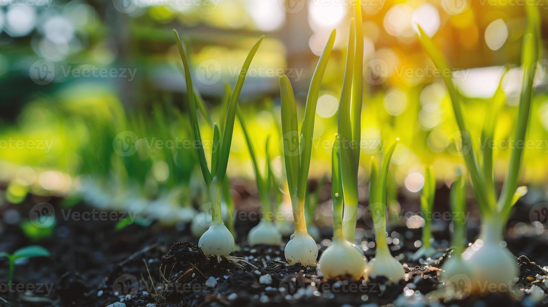 ai généré biologique oignon semis croissance dans une serre photo