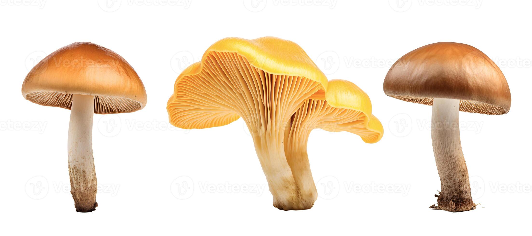 ai généré Trois différent les types de champignons sur une blanc Contexte. isolé. ai généré photo