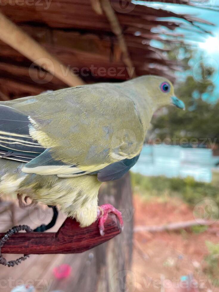 magnifique Colombe oiseau profiter le été atmosphère dans le tropical forêt photo