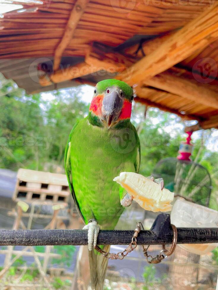 magnifique vert perroquet relaxant et profiter le beauté de tropical la nature photo