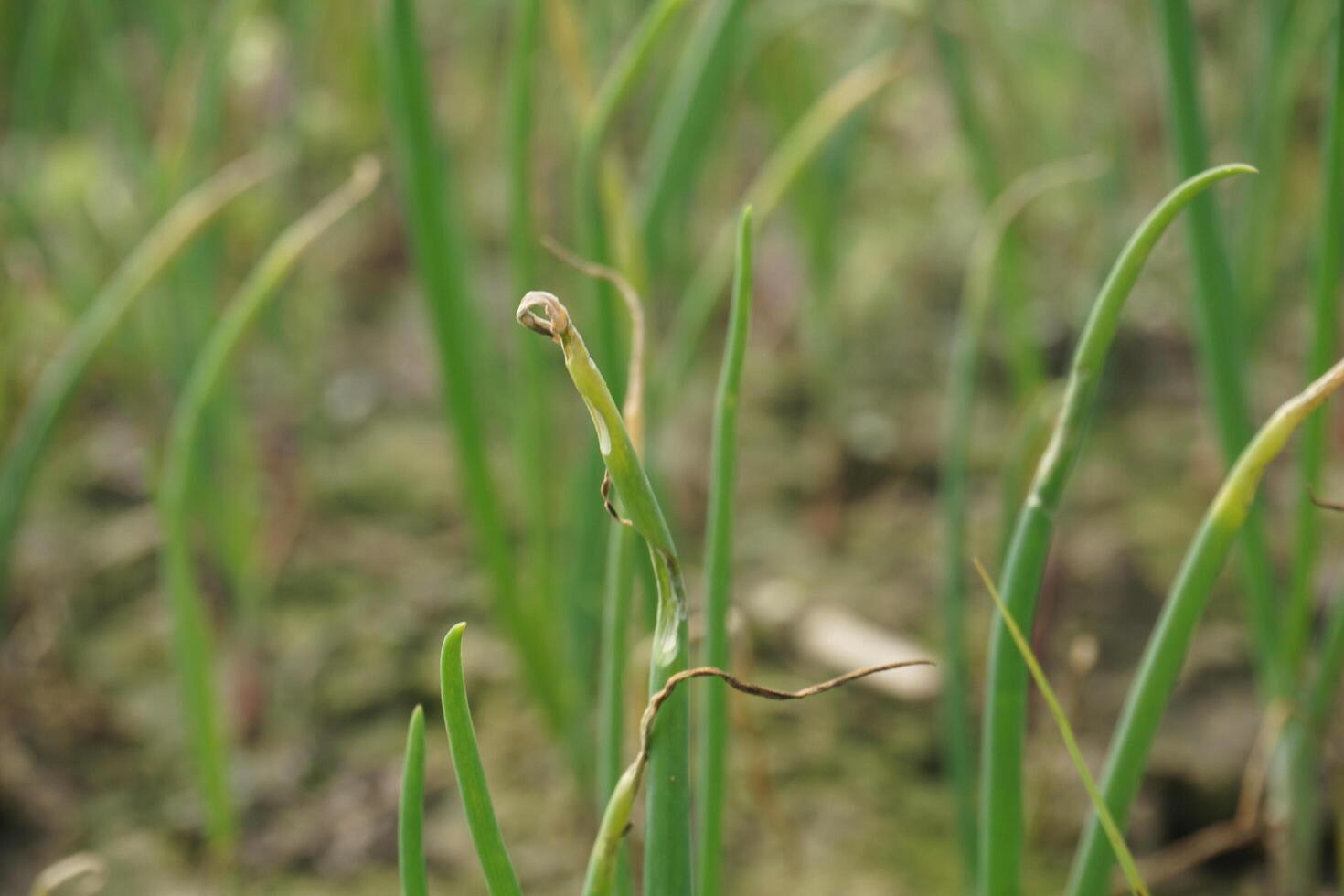 oignon semis avoir été planté dans agricole atterrir. dont Nom est guti oignon photo