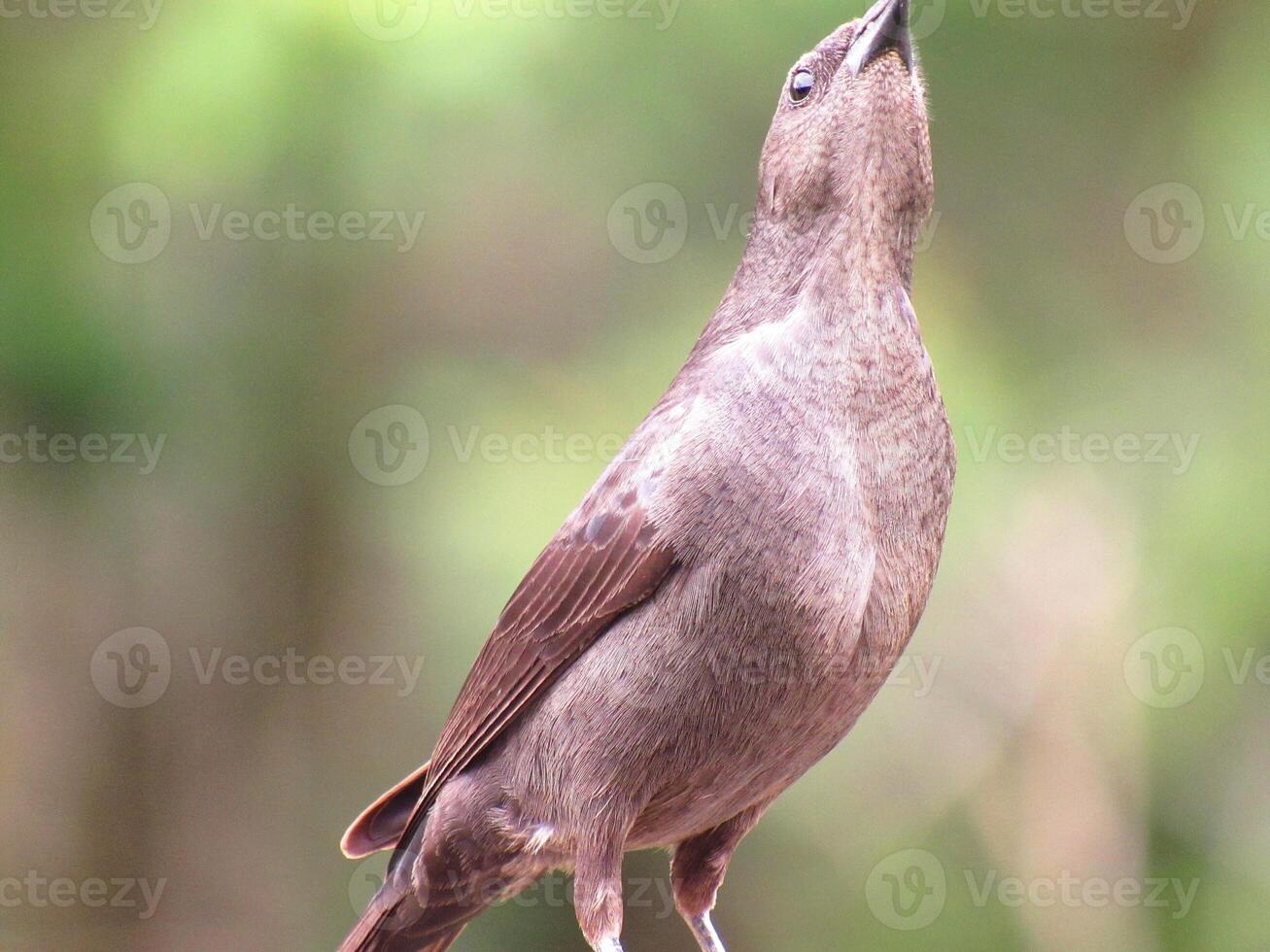 Chupim nome scientifique molothrus bonariensis photo