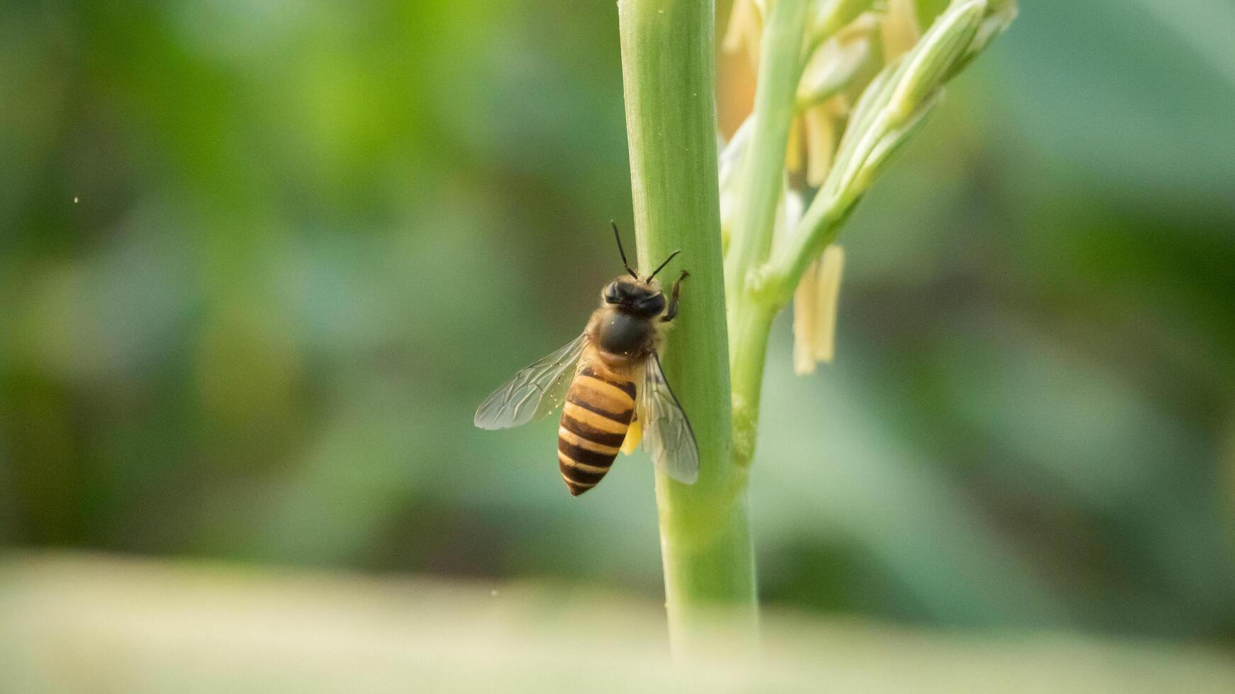 mon chéri abeille ouvrier collecte pollen de fleur de sucré maïs, en volant, féconder, nectar, Jaune pollen ,insecte, bourdon, macro horizontal la photographie, été et printemps arrière-plans, copie espace. photo