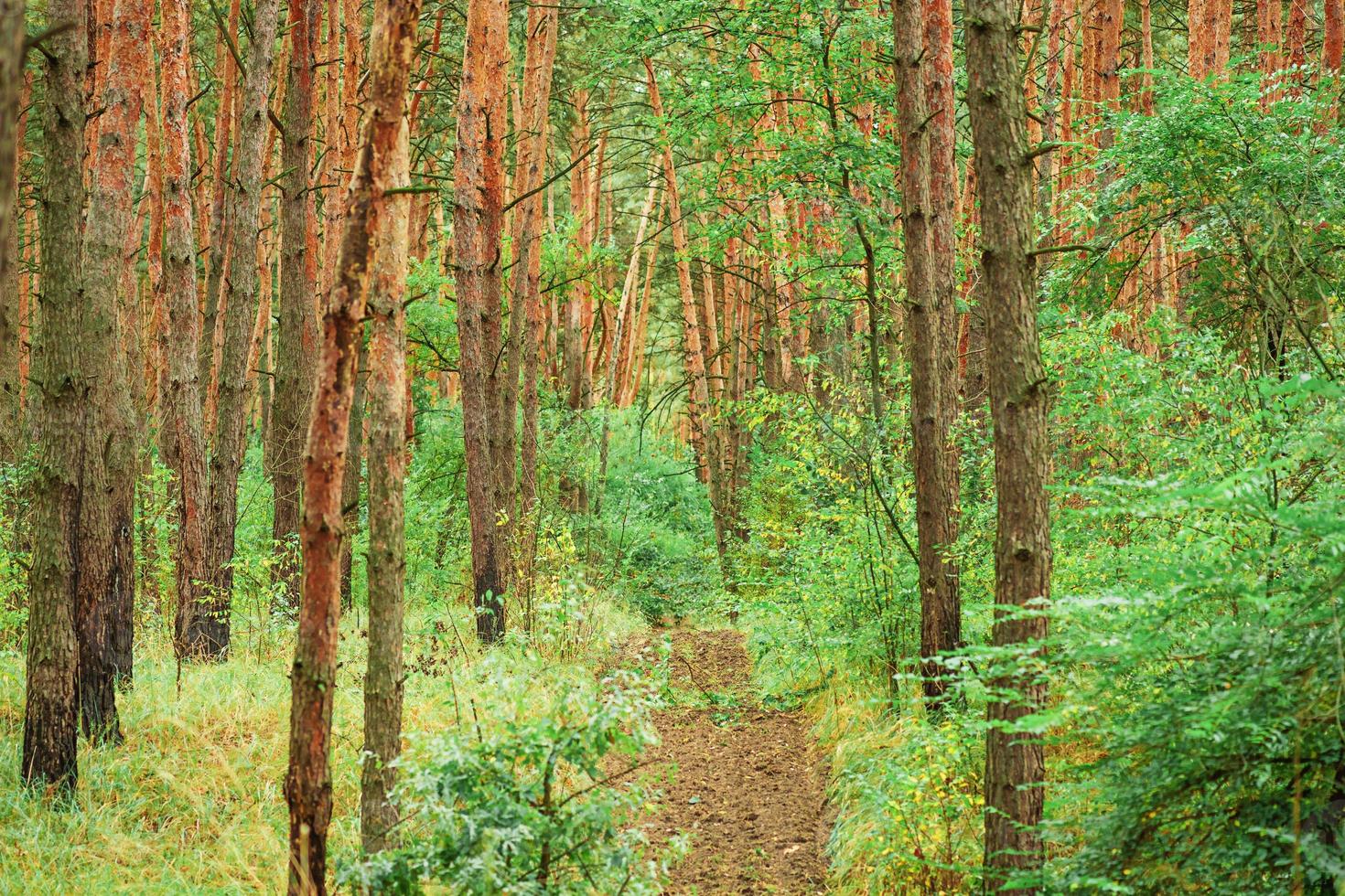 forêt verte en été. pins et buissons verts, nature. photo