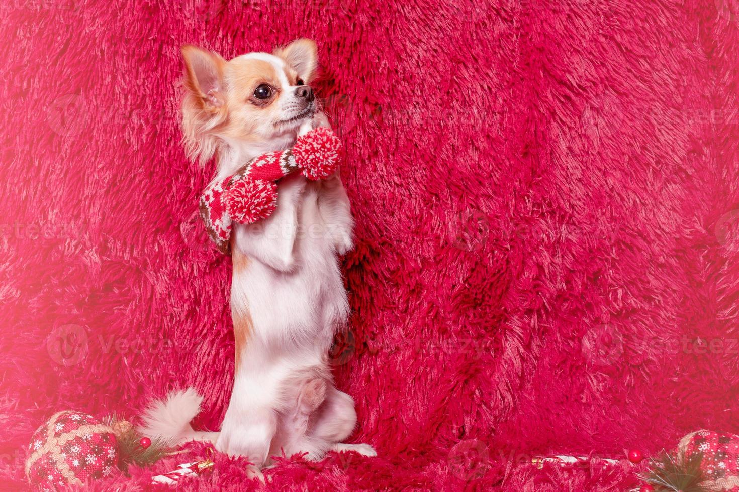 Noël, chien. chihuahua dans une pose de demande sur fond bordeaux avec des jouets du nouvel an. photo