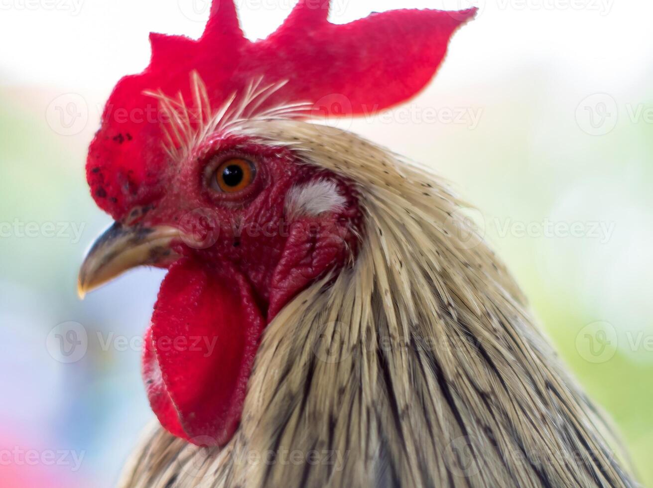 la poule potelée au pelage blanc photo